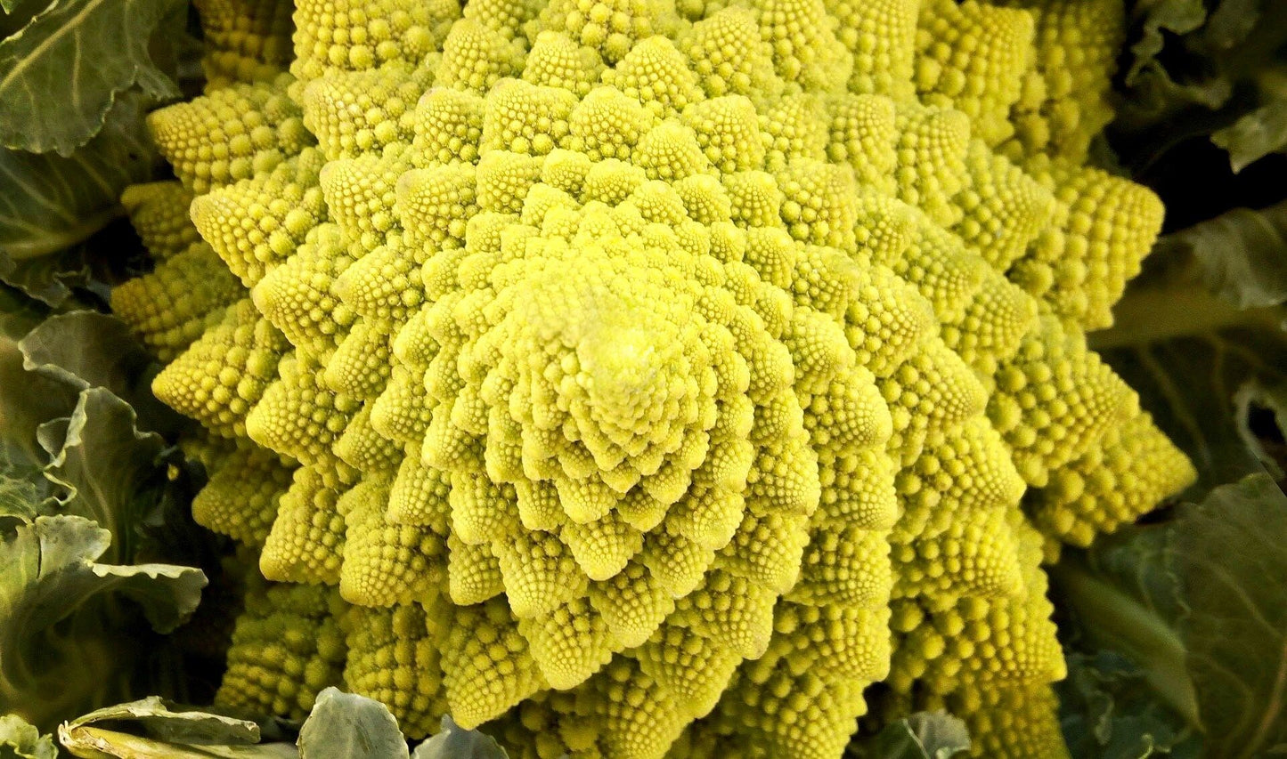 Chartreuse Romanesco Broccoli Seeds ~ Brassica Oleracea ~ Wild Cabbage ~ Broccoli ~ Heirloom ~ Grow Your Own ~ Vegetables ~ Veggies