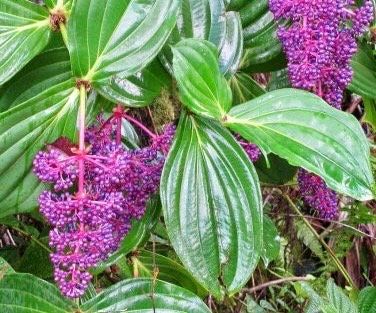 Magenta and Pink Medinilla Cummingii Seeds ~ Chandelier Tree ~ Snowy Medinilla ~ Malaysian Orchid