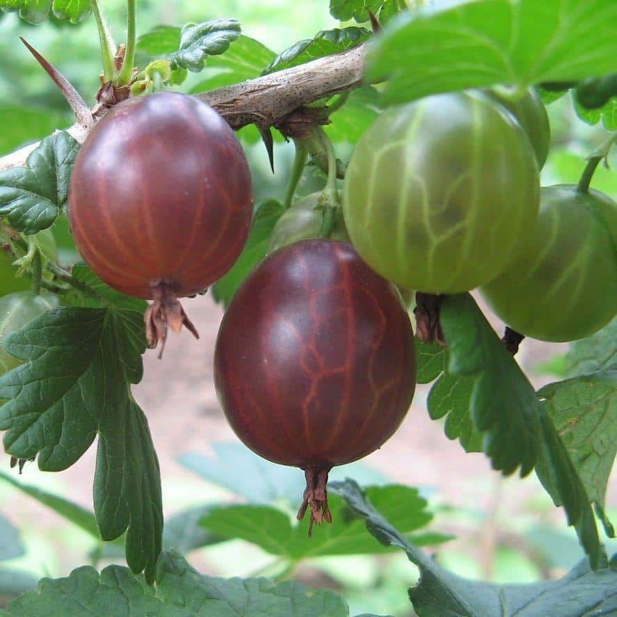 Mixed Gooseberry Seeds ~ Plants ~ Garden ~ Grow Your Own ~ Spring Flowers ~ Instead of Flowers ~ Fruit