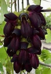 Rare Black Jade Vine Seeds ~ Mucuna Benettii ~ Mucuna Bennettii ~ Mucuna Warburgii ~ Mucuna Albertisii ~ Mucuna ~ Heirloom ~ Exotic