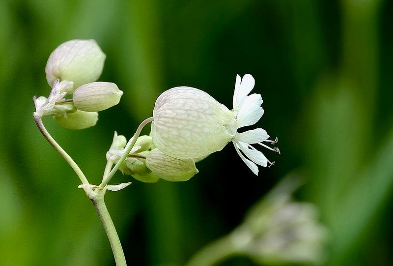 Wild Maidenstears Seeds ~ Bladder Campion ~ Silene Vulgaris ~ Silene Inflata ~ Unique ~ Pretty