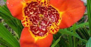 Red Tigridia Pavonia Seed ~ Tiger Flower ~ Mexican Shell Flower ~ Peacock Flower ~ Garden ~ Grow Your Own ~ Spring Flowers