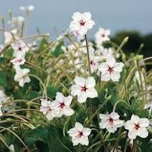 Mirabilis Longiflora ‘Fairy Trumpets’ Seeds ~ Sweet Four-o’clock ~ Fragrance ~ Fragrant Flowers