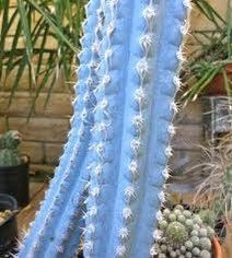 Pilosocereus Purpureus Seeds ~ Cactus ~ Rare ~ Blue ~ Cati ~ Cool Plants ~ Easy Care