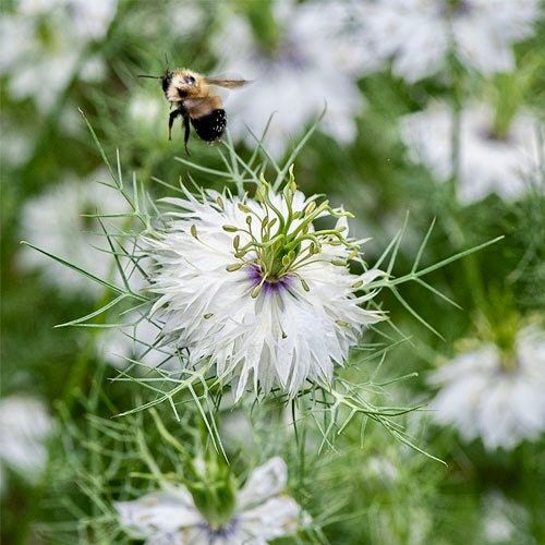 Nigella Miss Jekyll White Seeds ~ Love-in-the-Mist ~ Spring Flowers ~ Spring Time ~ Bouquets ~ Fresh Flowers