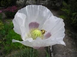 Papaver Somniferum ‘Maanzaad’ Seeds ~ Rare ~ Rare Plants ~ Grow Your Own ~ Spring Flowers