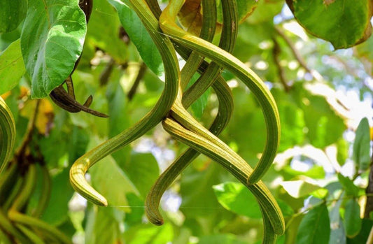 Rare Katsagon Plant Seeds ~ Fernandoa Adenophylla ~ Plants ~ Garden ~ Grow Your Own ~ Spring Flowers