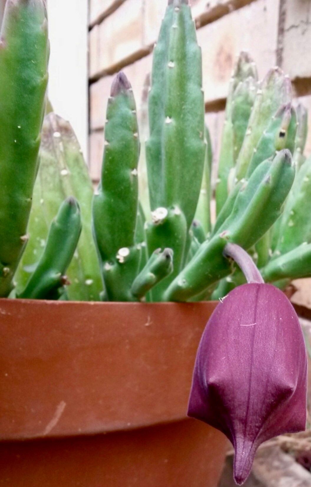 Stapelia Leendertziae Seeds ~ Black Bells ~ Maroon Cup Starfish ~ Leendertz's Carrion Flower ~ Exotic ~ Rare ~ Succulent