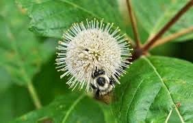 White Buttonbush Seeds ~ Cephalanthus Occidentalisique ~ Dried Flowers ~ Bouquets ~ Pollinaters ~ Butterflies