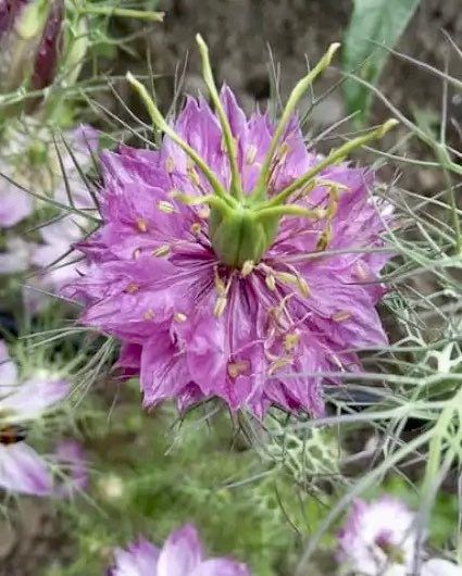 Nigella Miss Jekyll Rose Seeds ~ Love-in-the-Mist ~ Spring Flowers ~ Spring Time ~ Bouquets ~ Fresh Flowers