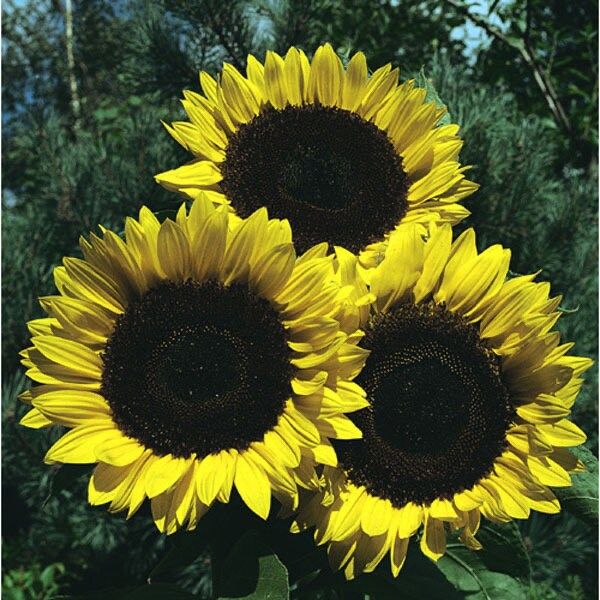 Giant ‘Sunzilla’ Sunflower Seeds ~ Helianthus Annuus ~ Pretty Flowers ~ Garden ~ Fall ~ Heirloom Seeds ~ Autumn ~ Huge