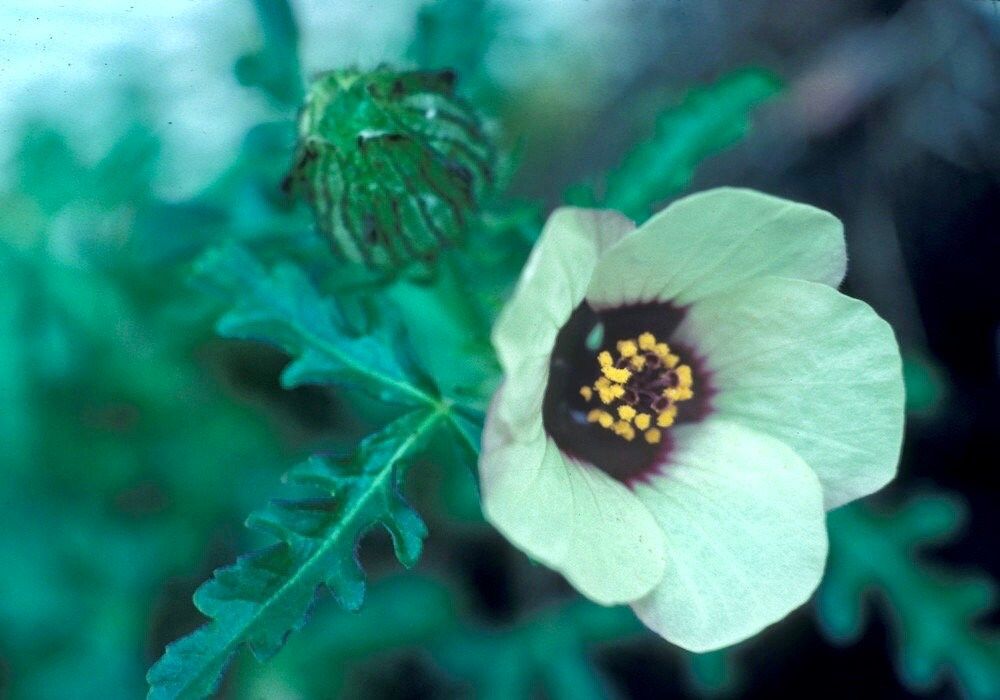 Hibiscus Trionum Seeds ~ Flower-of-an-hour ~ Wildflowers ~ Butterflies ~ Bees ~ Blooms ~ Pollinators