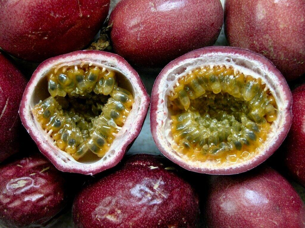 Purple Granadilla Seeds ~ Passionfruit ~ Maypop ~ Passionflower ~ True Passionflower ~ Wild Apricot ~ Wild Passion Vine