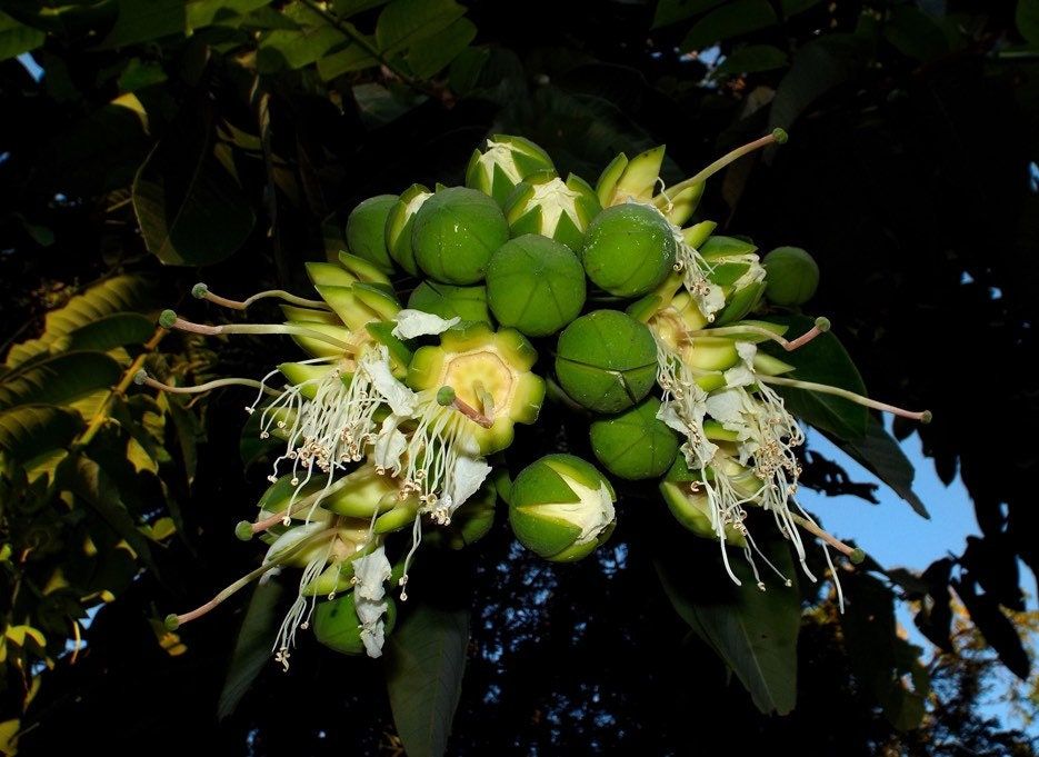 Rare Duabanga Grandiflora Tree Seeds ~ Lampati ~ Tropical ~ Plants ~  Heirloom ~ Non-GMO