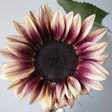 Plum Sunflower Seeds ~ Helianthus Annuus ~ Pretty Flowers ~ Garden ~ Fall ~ Heirloom Seeds ~ Autumn ~ Bouquets