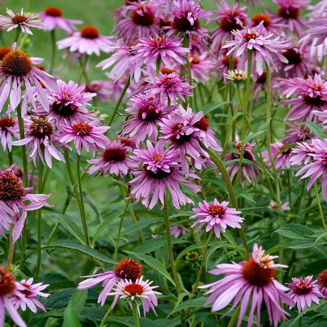 Doubledecker Purple Coneflower Echinacea Seeds ~ Echinacea Purpurea Doubledecker ~ Grow Your Own ~ Spring ~ Pretty Flowers