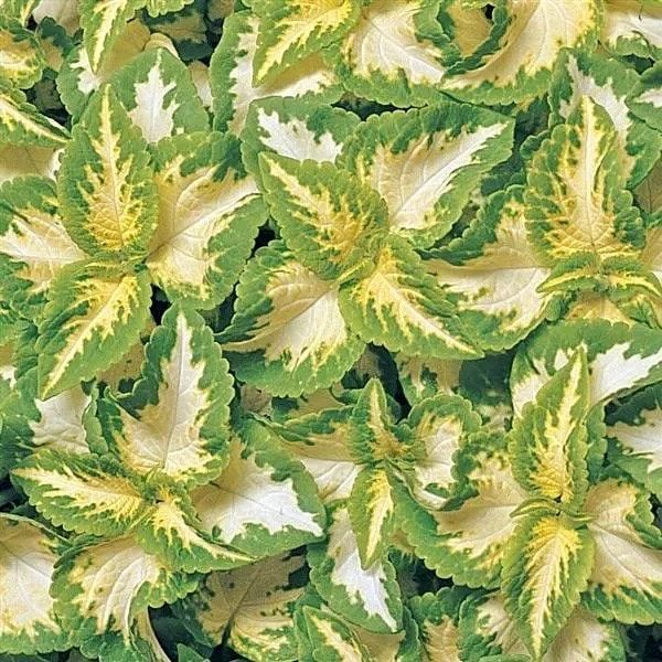 Jade Wizard Coleus Seeds ~ Coleus Blumei ~ Low Maintenance Plants ~ Garden ~ Grow Your Own ~ Spring Flowers ~ Instead of Flowers ~ Flowers