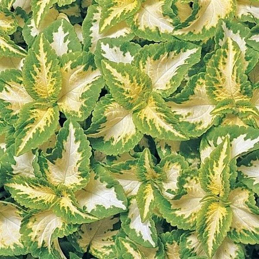 Jade Wizard Coleus Seeds ~ Coleus Blumei ~ Low Maintenance Plants ~ Garden ~ Grow Your Own ~ Spring Flowers ~ Instead of Flowers ~ Flowers