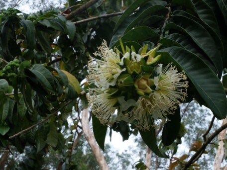 Rare Duabanga Grandiflora Tree Seeds ~ Lampati ~ Tropical ~ Plants ~  Heirloom ~ Non-GMO