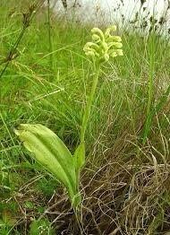 Platanthera Clavellata Seeds ~ Little Club-Spur Bog-Orchid ~ Orchids ~ Usual Flowers ~ Exotic Flower