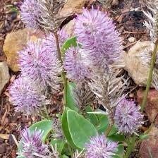 Ptilotus Joey Seeds ~ Joey Improved Ptilotus ~ Ptilotus Exaltatus ‘Joey Improved’ ~ Pretty Flower