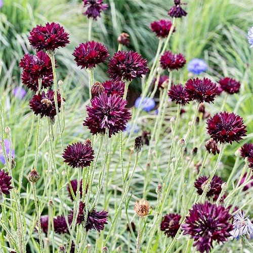 Black Cornflower Seeds ~ Perennial ~ Flowering Plant ~ Unusual Flowers ~ Flower ~ Growing Flowers