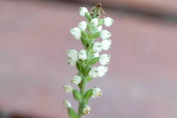 Goodyera Pubescens Seeds ~ The Downy Rattlesnake Plantain ~ Orchids ~ Usual Flowers ~ Exotic Flower