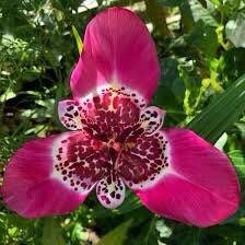 Rosa Tigridia Pavonia Seed ~ Tiger Flower ~ Mexican Shell Flower ~ Peacock Flower ~ Garden ~ Grow Your Own ~ Spring Flowers