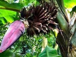 Dwarf Banana Plant ~ Cavandish ~ Musa Tropicana ~ Musa Dwarf Namwa Banana Plant