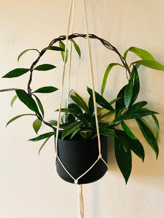 RARE Hoya Pubicalyx Splash with Circle Trellis ~ Hoya Wax Plant~ Live House Plant ~ Plant Wish List ~ Blooming Houseplant ~ House plants