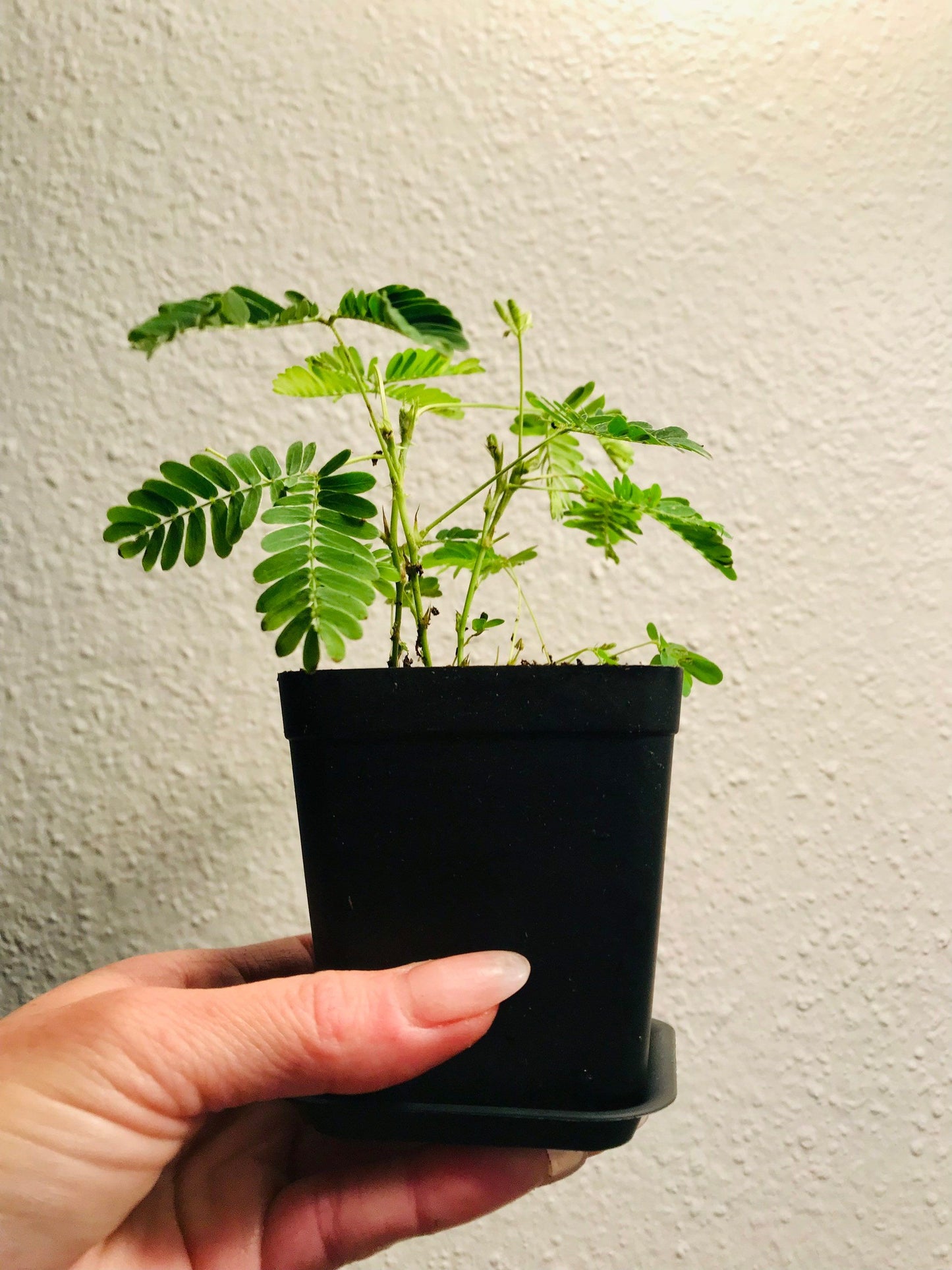 RARE Mimosa Pudica Plant~Touch-Me-NOT Plant~Sleepy Plant~Sensitive Plant~Shame Plant~Action Plant~Zombie Plant~Gift Ideas