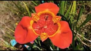 tiger flower seeds Red Tigridia Pavonia Seeds ~ Tiger Flower ~ Mexican Shell Flower ~ Pea – Your Plant Bitch