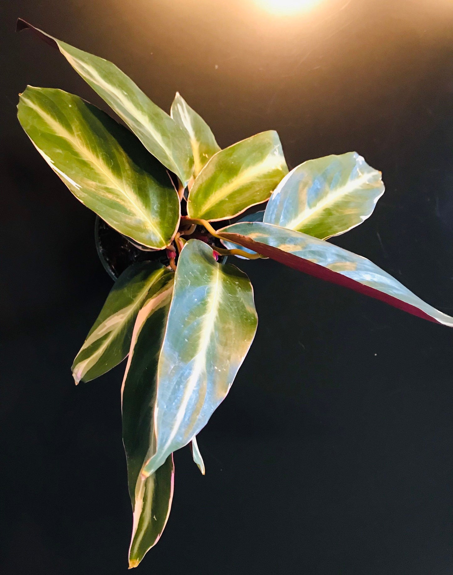 Tricolor Prayer Plant ~ Stromanthe Triostar ~ Easy to Grow House Plant