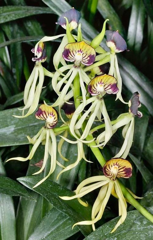 The Clamshell Orchid ~ Prosthechea Cochleata ~ Cockleshell Orchid ~ Beautiful Flowers