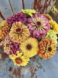 Zinnia “Queen Lime Mix” Seeds ~ Flower Seeds ~ Plants ~ Garden ~ Grow Your Own ~ Spring Flowers ~ Instead of Flowers ~ Flowers