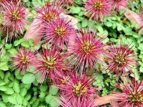 Acaena Caesllglauca Seeds ~ Plants ~ Garden ~ Grow Your Own ~ Spring Flowers ~ Instead of Flowers ~ Presents