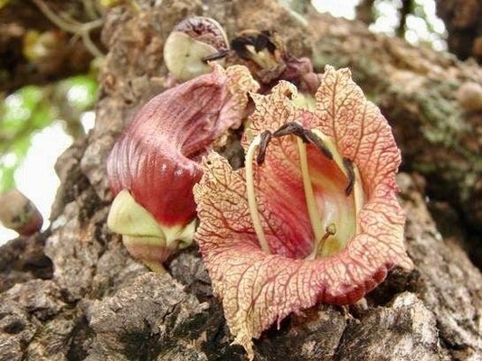 Mexican Calabash Tree Seeds ~ Crescentia Alata ~ Garden ~ Grow Your Own ~ Spring Flowers ~ Instead of Flowers ~ Unique