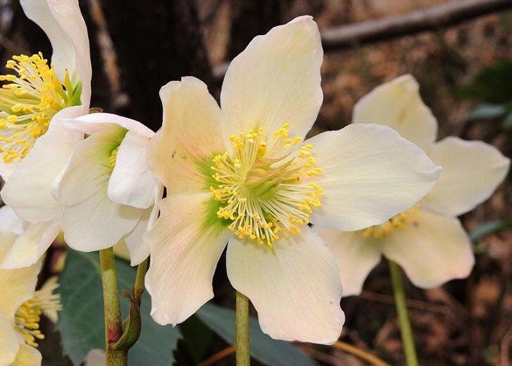 Christmas Rose Seeds ~ Helleborus Niger ~ Plants ~ Garden ~ Grow Your Own ~ Spring Flowers ~ Instead of Flowers ~ Presents