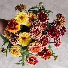 Zinnia “Jazzy Mix” Seeds ~ Flowers ~ Butterflies Love ~ Non-GMO Seeds ~ Cool Flowers ~ Rare