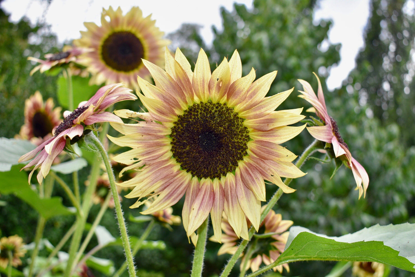 Garnet Star Sunflower Seeds ~ Pretty Flowers ~ Garden ~ Fall ~ Heirloom Seeds ~ Autumn