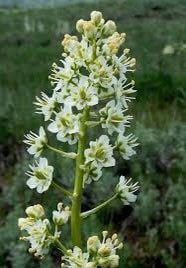 Zigadenus Elegans Seeds ~ Anticlea Elegans ~ Plants ~ Garden ~ Grow Your Own ~ Spring Flowers ~ Instead of Flowers