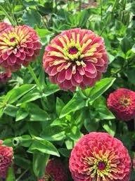 Zinnia “Queen Lime Red” Seeds ~ Flowers ~ Butterflies Love ~ Non-GMO Seeds ~ Cool Flowers ~ Rare