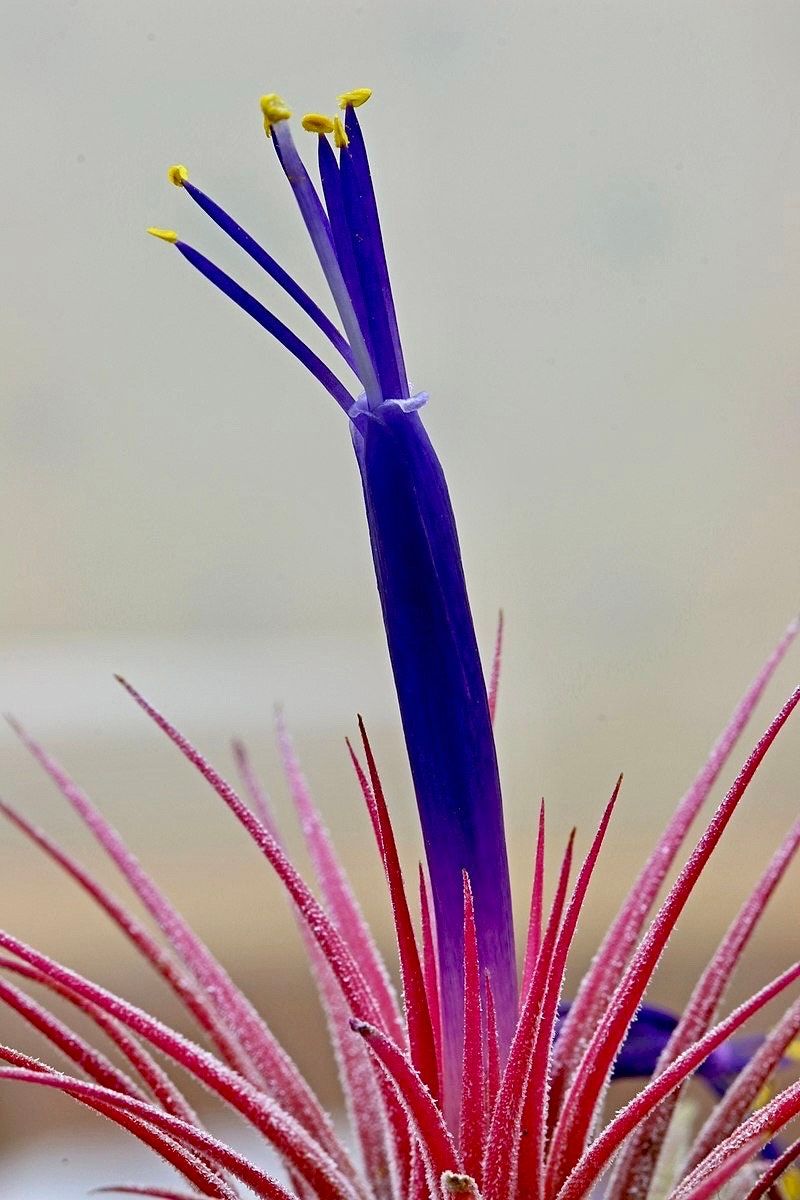 air plant with purple tips Air Plant Tillandsia Lonantha Seeds ~ Sky Plant ~ Shy Plant ~ Cool Pla – Your Plant Bitch