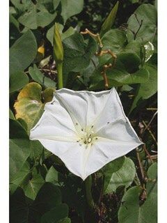 White Moon Vine Seeds ~ Moonflower ~ Ipomoea Alba ~ Tropical White ~ Morning Glory ~ Flowers ~ Pretty ~ Giant White Moonflower