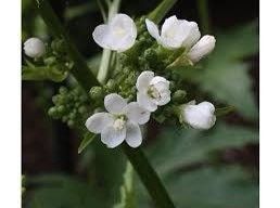 Virginia Fanpetals Seeds ~ Virginia Mallow Ripariosida Hermaphrodita