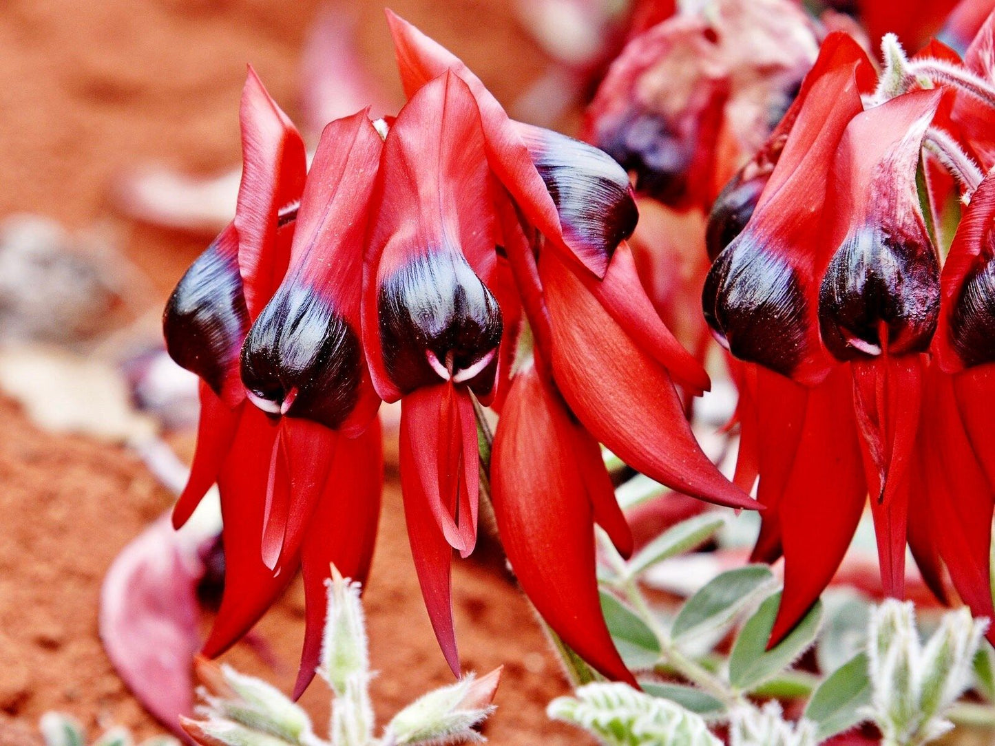 Rare Australian Sturts Desert Pea Seeds ~ Swainsona Formosa~ Plants ~ Garden ~ Exotic ~ Unique ~ Tropical