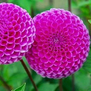 Double Pompon Dahlia Seeds ~ Plants ~ Garden ~ Grow Your Own ~ Spring Flowers ~ Instead of Flowers ~ Flowers