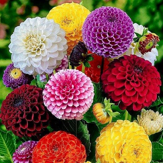 Double Pompon Dahlia Seeds ~ Plants ~ Garden ~ Grow Your Own ~ Spring Flowers ~ Instead of Flowers ~ Flowers