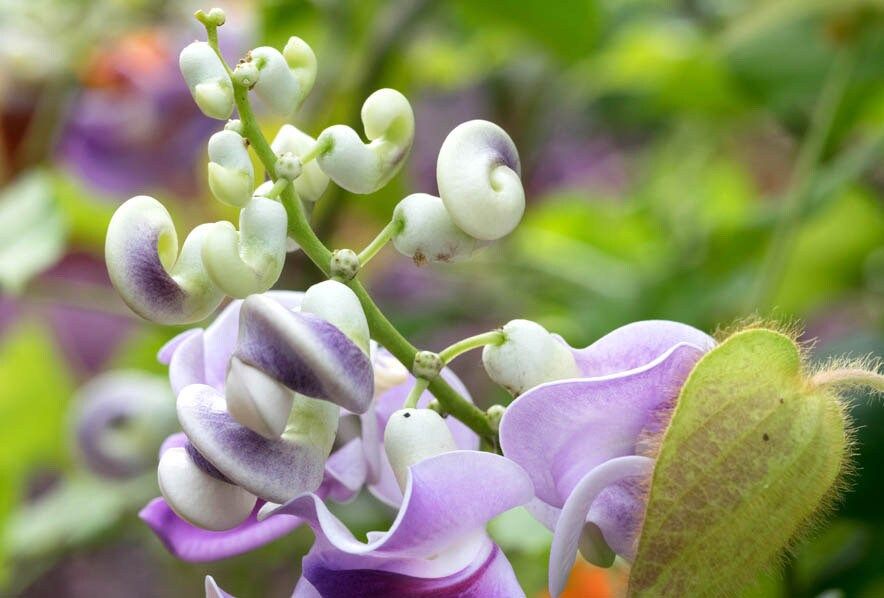 Snail Vine Seeds ~ Vigna Caracalla ~ Fragrant ~ Garden ~ Exotic ~ Unique ~ Tropical