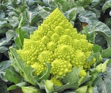 Chartreuse Romanesco Broccoli Seeds ~ Brassica Oleracea ~ Wild Cabbage ~ Broccoli ~ Heirloom ~ Grow Your Own ~ Vegetables ~ Veggies